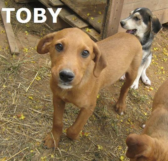 TOD y TOBY, 2 cachorros de 3 m ... BUSCAN FAMILIA