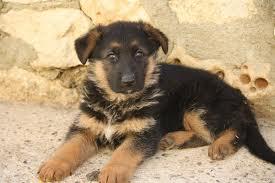 Cachorras de pastor aleman baratas