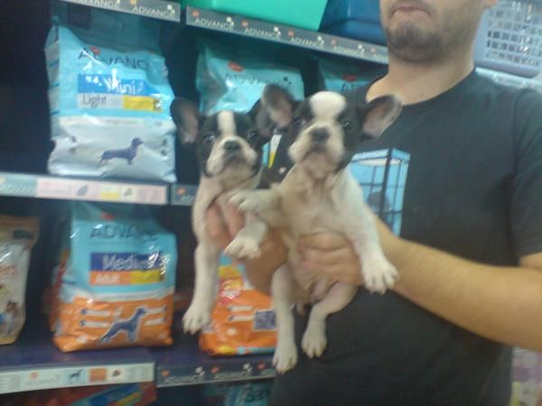 CACHORRITOS DE BULLDOG FRANCES, CALIDAD EXCELENTE 550 EUROS