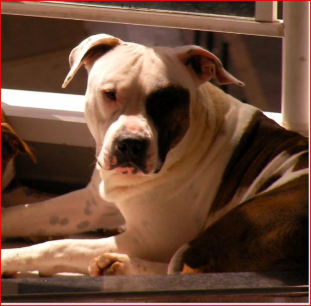 CAHORROS DE American StanfordShire Terrier