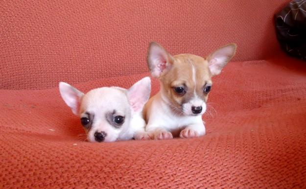 chihuahua cachorros