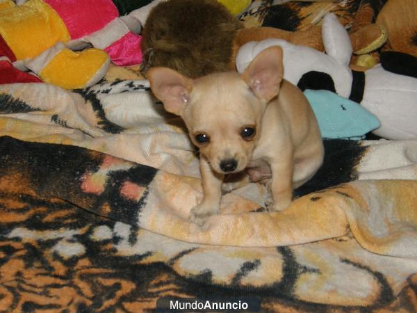 chihuahuas toys a 300 euros en sevilla