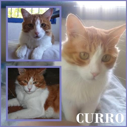 CURRO.Hermoso gato que nadie se repara en él