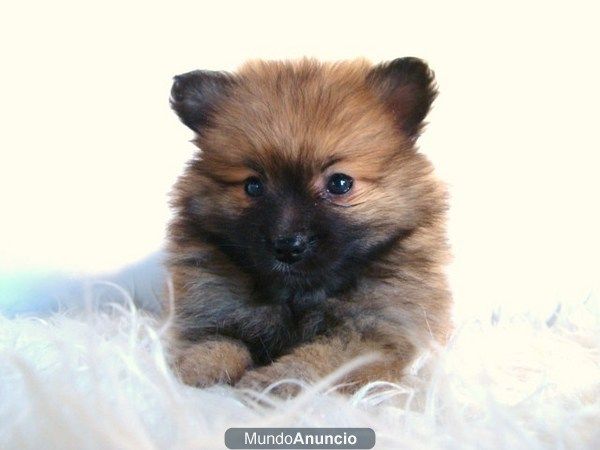 LULU DE POMERANIA DE PEQUEÑO TAMAÑO Y MUY BUEN CARACTER LISTOS PARA ENTREGA , FOTOS ACTUALES !!!