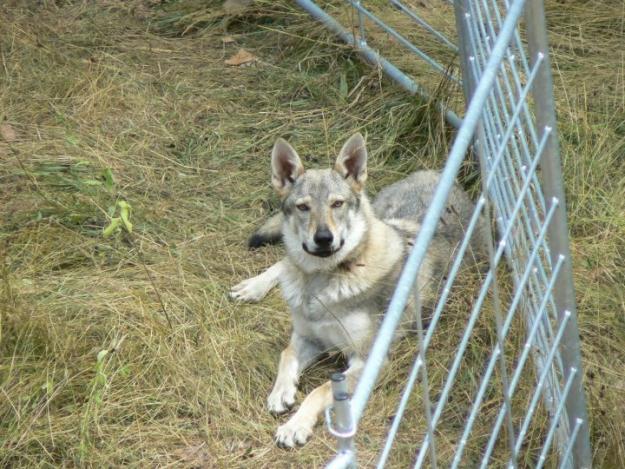 perro lobo checo