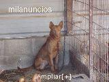 Podenco Andaluz