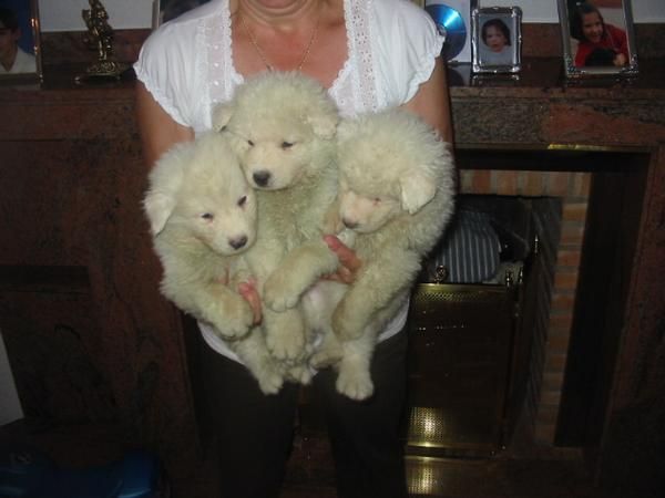 Samoyedos,cachorros preciosos.300 Eur.