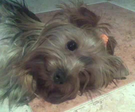 Se vende hembra Yorkshire Terrier