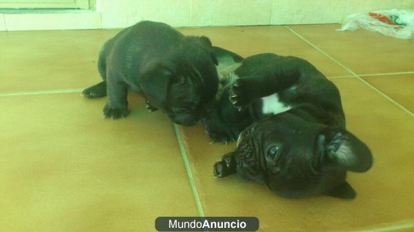 se venden cachorros de bulldogs frances