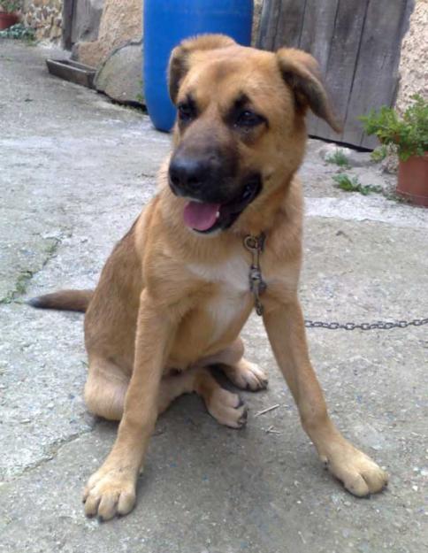 URGE ADOPCION CACHORRA