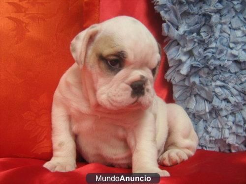 !!CACHORROS DE BULLDOG INGLES!!