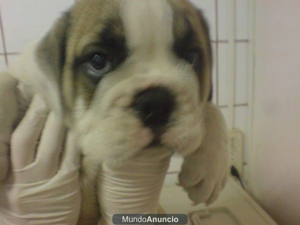 BULLDOG INGLES, perros, cachorros, criadero, venta.