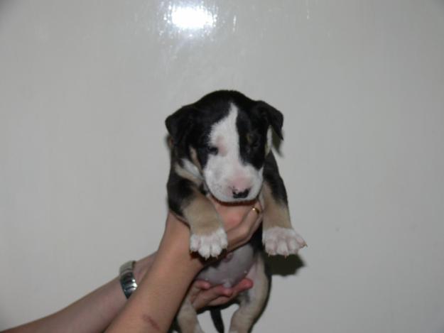 bullterrier, ultimos cachorros