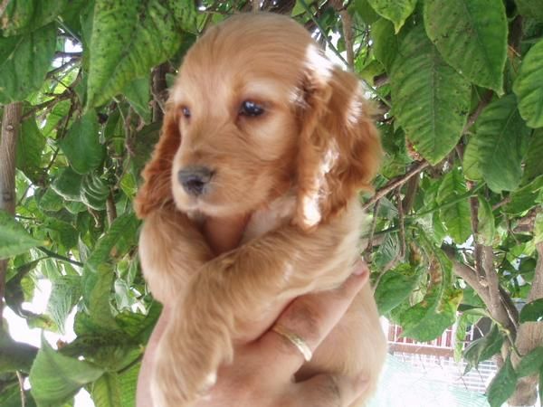 Lindos cachorritos de Cocker Spaniel con pedigree, solo 250 euros cada.