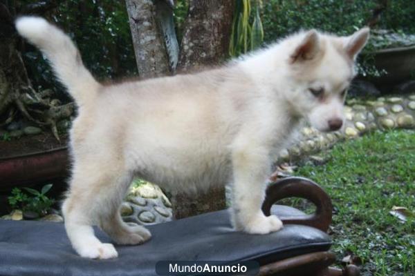 Perritos lindos de husky siberiano para usted.