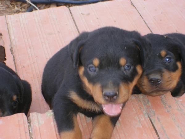 se vende rottweiler