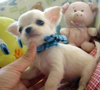 Vendo 3 cachorros de chiguagua