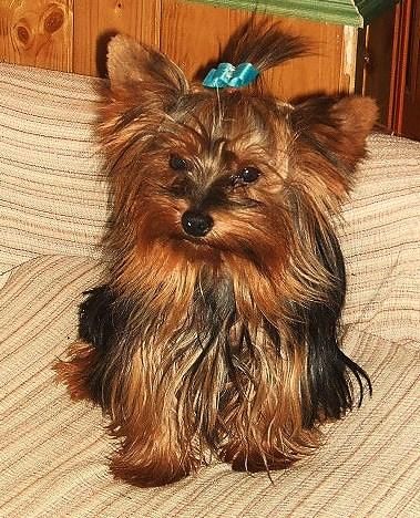 YORKSHIRE TERRIER MINI CACHORRITOS DE CALIDAD 400