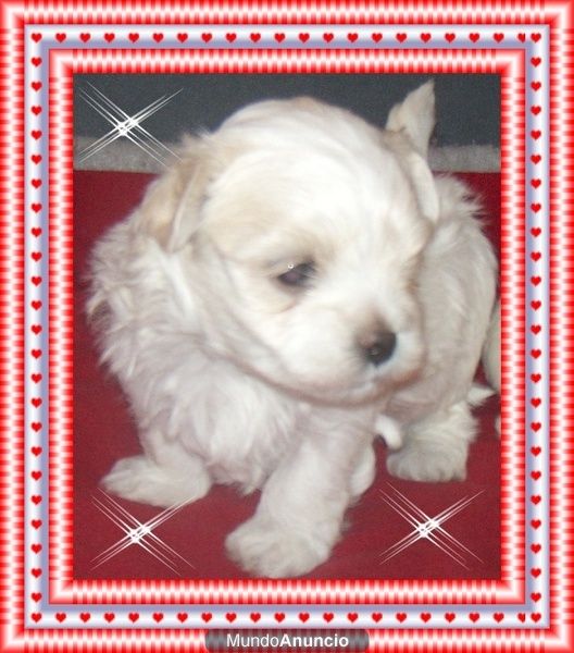 bichon maltes 1 macho y 2 hembras