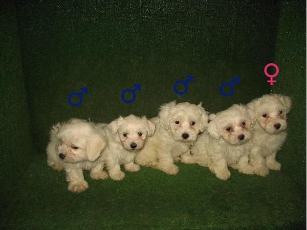 BICHON MALTES 290 euros  preciosos