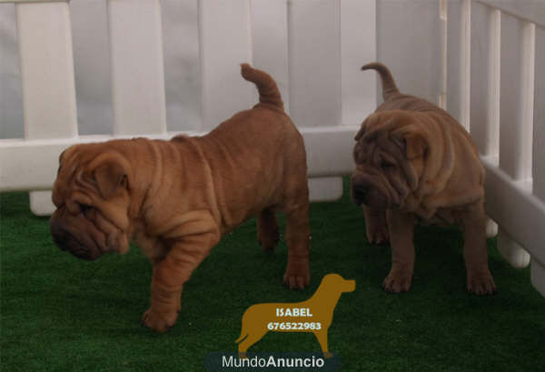 Cachorros de Shar-pei,economicos