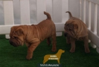 Cachorros de Shar-pei,economicos - mejor precio | unprecio.es