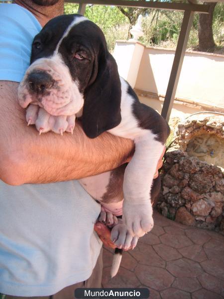 DOGOS ALEMANES SUPERGIGANTES