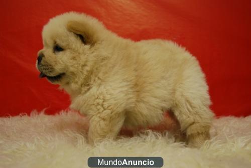 FANTASTICOS CHOW CHOW CALIDAD Y BELLEZA