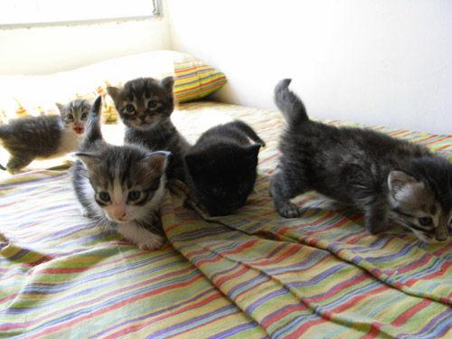 gatitos en adopción