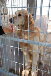 Golden Retriever en adopción