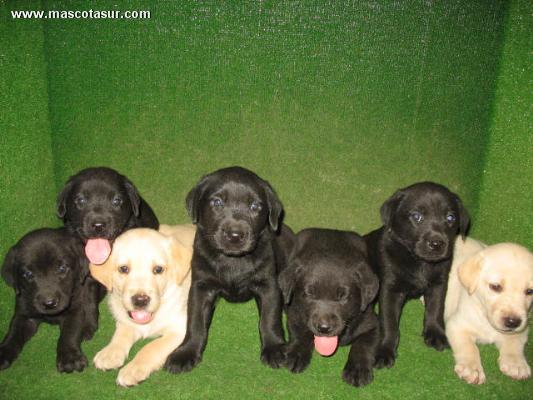 LABRADORES, DORADOS 250 €, NEGROS 190 €