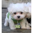 REGALO *EXCELENTES CACHORRITOS DE BICHON MALTES* - mejor precio | unprecio.es