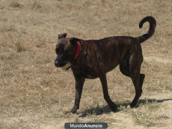 SE REGALA PERRO MUY BIEN CUIDADO