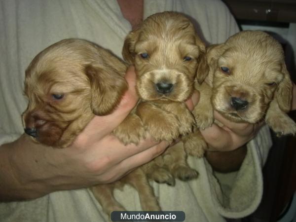 se vende cachoro de cocker spaniel