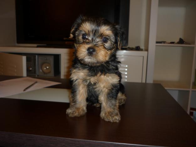 yorkshire terrier por 400 euros en Madrid