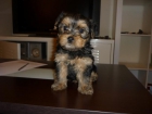 yorkshire terrier por 400 euros en Madrid - mejor precio | unprecio.es