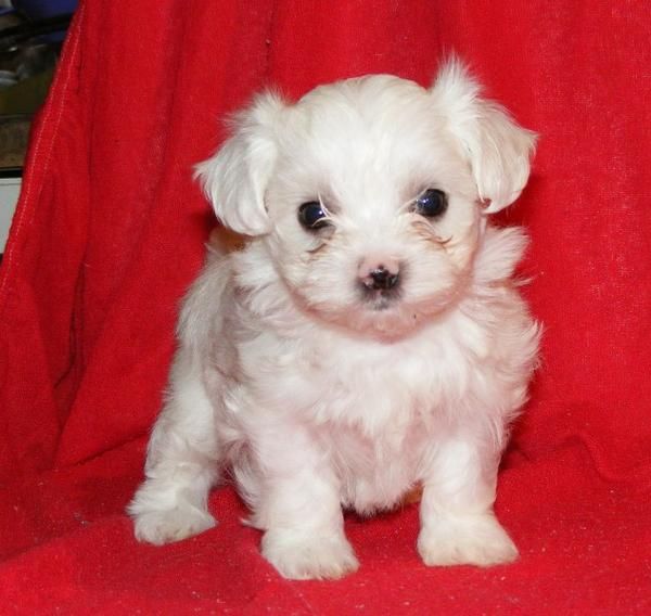 blanco cachorros maltés macho y hembra (12 semanas)