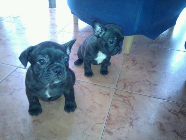 BULLDOG FRANCES. EXCELENTE MORFOLOGIA. PEDIGREE. GARANTIAS