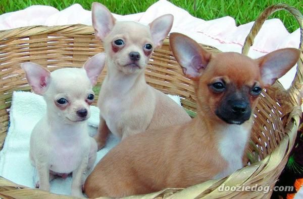 cachorros chihuahuas Disponible Ahora