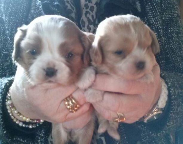 cachorros de cavalier king charles