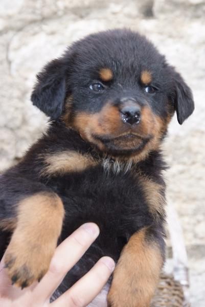 Cachorros Disponibles