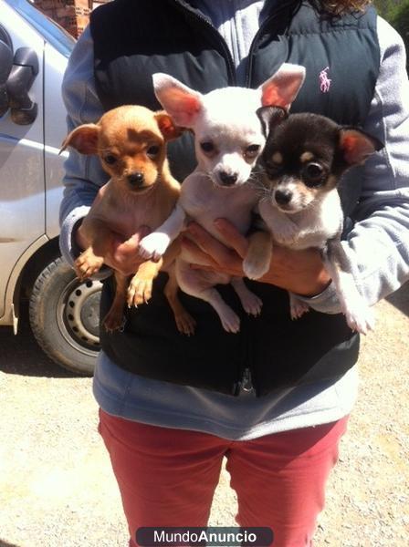 CHIHUAHUA CACHORROS 450€