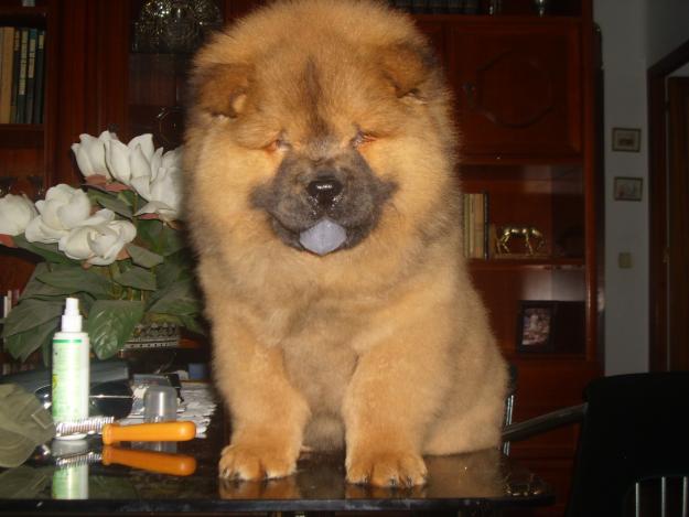 SE VENDE EXCELENTE CACHORRITA CHOW CHOW