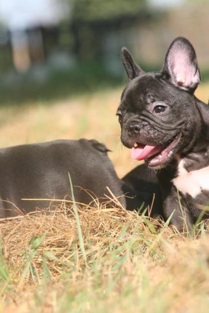 Bulldog francés ; cachorros inscritos en LOE , GARANTIZADOS , ven a verlos en persona