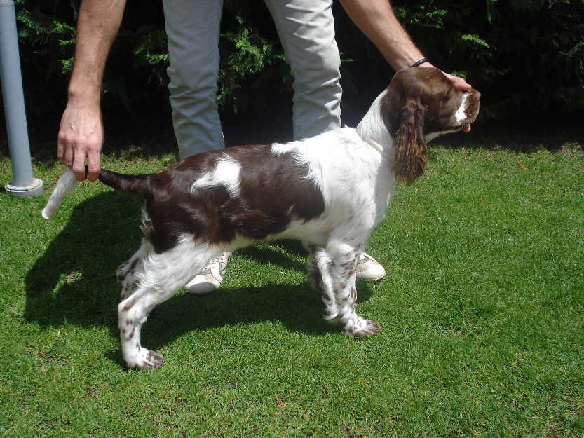 Springer spaniel inglés