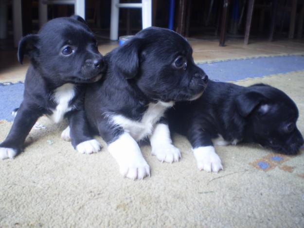 SE VENDEN CACHORROS DE CANICHE, DE TALLA MUY PEQUEÑA