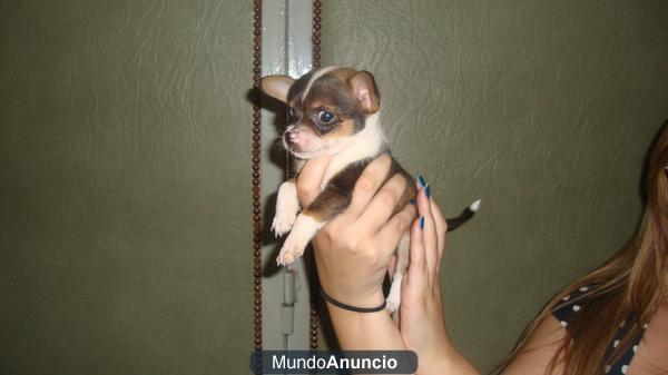 ULTIMO CHIHUAHUA TOY