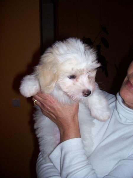 vendo cachorro coton de tulear