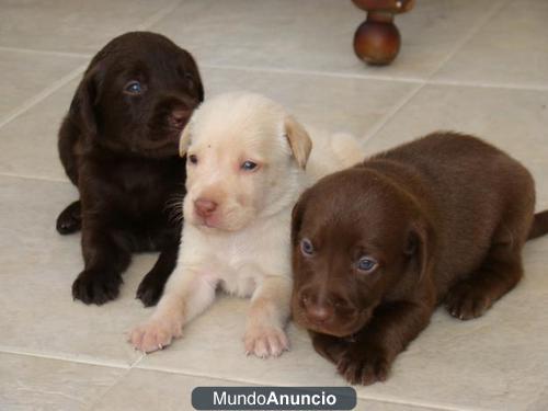 VENDO CACHORROS LABRADOR CHOCOLAT