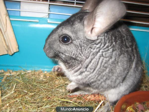 Vendo chinchilla hembra o macho 9 meses gris standar